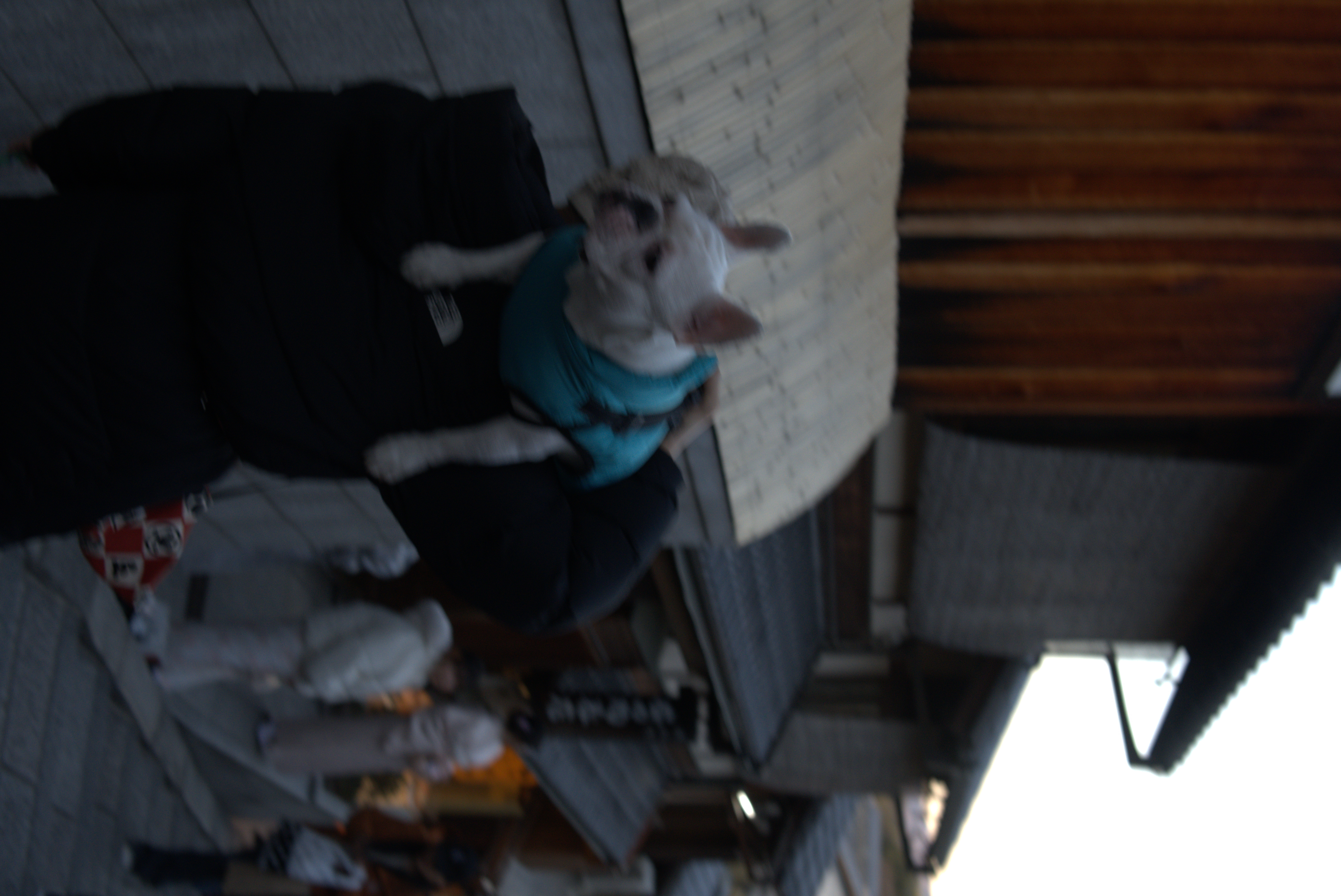 silly dog